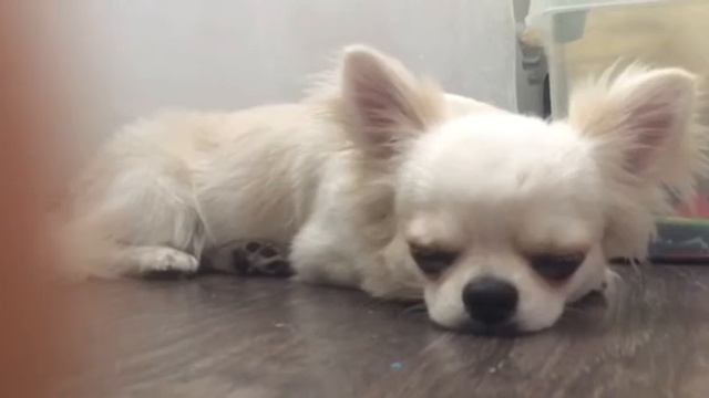 собака смешно дышит