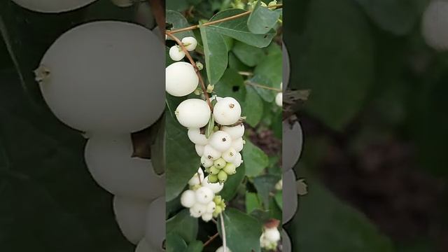 Снежноягодник смотреть онлайн