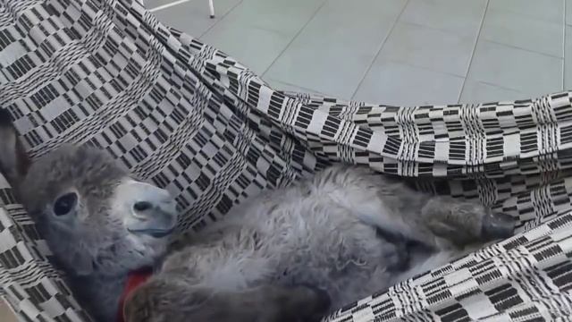 ослик отдыхает в гамаке смотреть онлайн