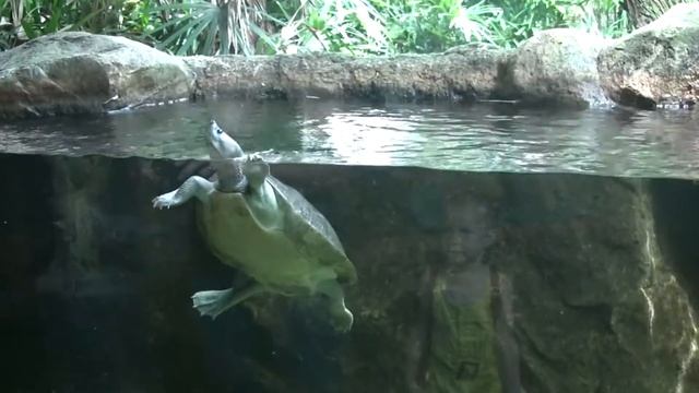 Сингапур-Малайзия Куала Лумпур и остров Реданг  1часть Singapore Malaysia-Kuala Lumpur Redang  1par