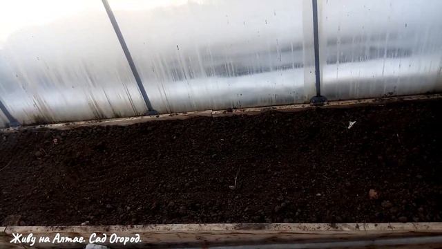 Ранний посев Пекинской капусты в неотапливаемую теплицу. Выращивание и уход.