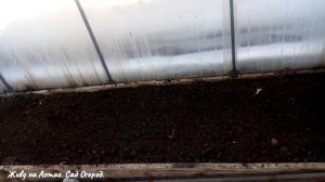 Ранний посев Пекинской капусты в неотапливаемую теплицу. Выращивание и уход.