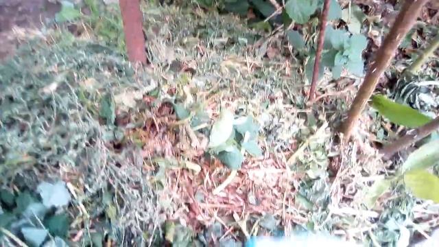 Подбираем мульчу для роз в зависимости от Рh реакции почвы.Осенняя профилактика розария от болезни. смотреть онлайн