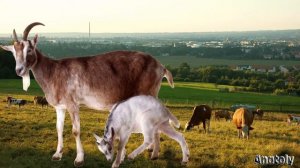 На лугу пасутся кто?