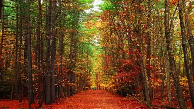 Шум осеннего леса, пение птиц, ASRM, АСРМ смотреть онлайн