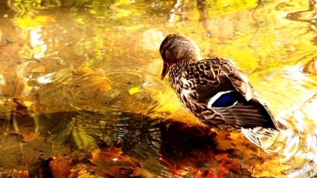Самые красивые осенние пейзажи и волшебный саксофон. смотреть онлайн