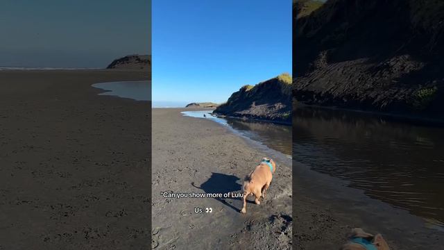 She’s a free spirit! #staffy #bluestaffy #americanbully #dog #dogs #puppy #doglover #newzealand смотреть онлайн