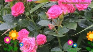 Роза спрей Лавли Лидия. Краткий обзор, описание характеристик, где купить саженцы Lovely Lydia