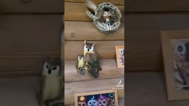 Царство сов. смотреть онлайн