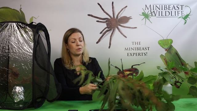How to set-up pet stick insects. смотреть онлайн