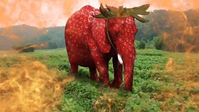 Strawberry Elephant 10 Hours смотреть онлайн