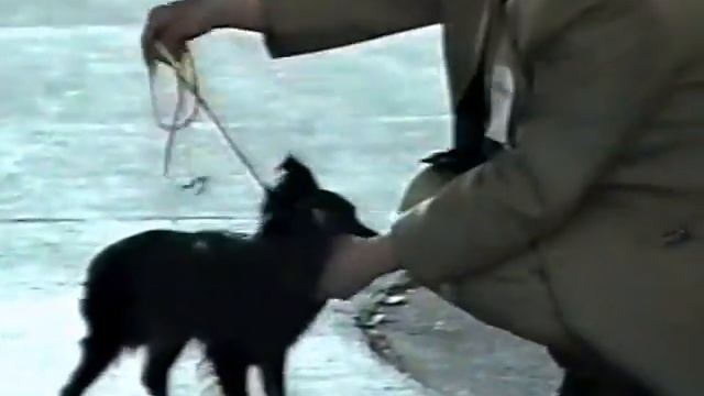 Выставки той - терьеров 1999 год, видеоархив. смотреть онлайн