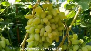 виноград Артек