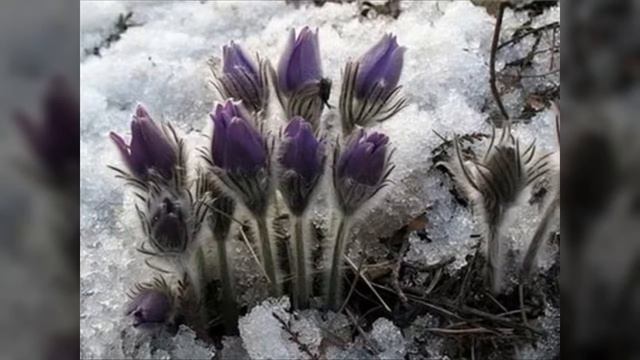 Весна в Сибири смотреть онлайн
