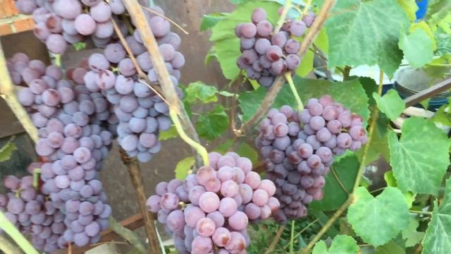 Виноград Рилайнс пинк сидлис (РПС) смотреть онлайн