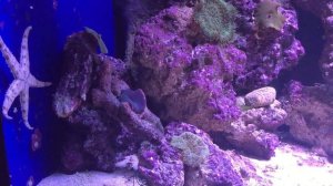 Морская звезда в аквариуме