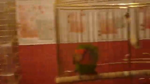 Розелла vs Неразлучник смотреть онлайн