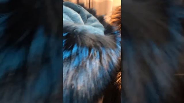 Шубы в Милане с экспертом по меху:(+39)3341694865 смотреть онлайн