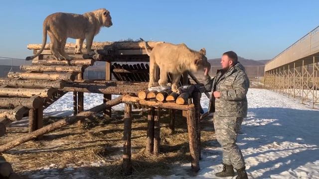 В ВОЛЬЕРЕ У ЛЬВОВ !! Отвечаем на вопросы. Львы и львята играют,а мы рассказываем зрителям наш быт❤️ смотреть онлайн