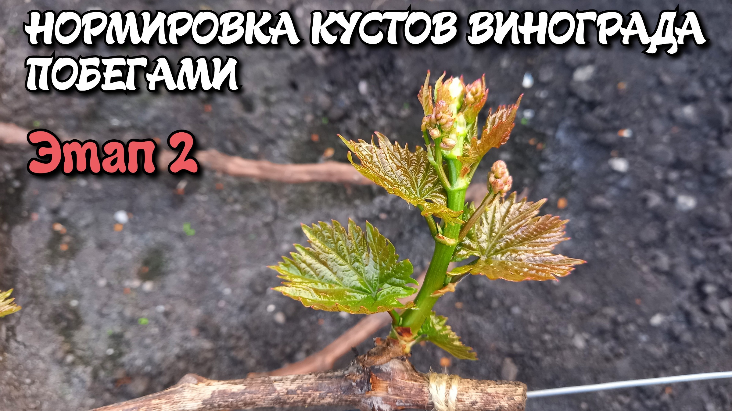 Нормировка кустов винограда побегами. Этап 2. смотреть онлайн