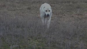 Коровы пасутся самостоятельно.