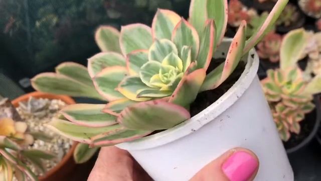 Aeonium Sunburst beheading results. I discuss how, when and why I beheaded my Sunbursts. ??? смотреть онлайн