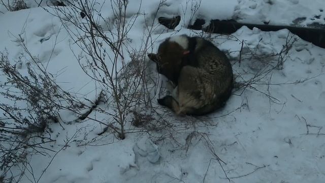 Бездомные собаки спят прямо на снегу на улицах Якутска. Долго ли собака проживет? смотреть онлайн