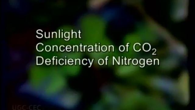 Oedogonium: important features and life history смотреть онлайн