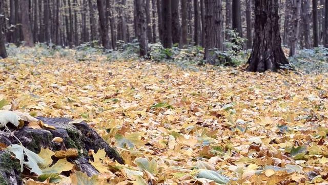Никон 5100 смотреть онлайн