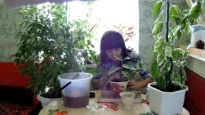 ПЕДИЛАНТУС , уход в домашних условиях