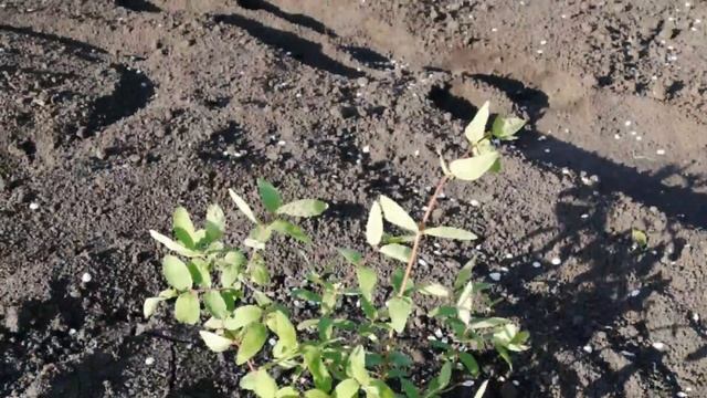 ЖИМОЛОСТЬ САМАЯ ПОЛЕЗНАЯ РАННЯЯ ЯГОДА. смотреть онлайн