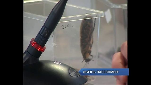 как разводить тараканов дома смотреть онлайн