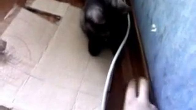 Кошка приносит шарик смотреть онлайн