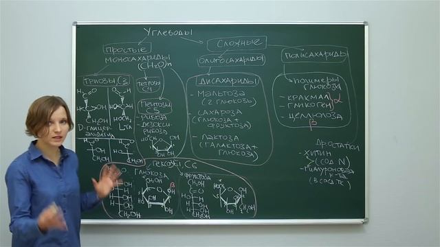 Биология. Биохимия: Углеводы, их строение и функции. Центр онлайн-обучения «Фоксфорд» смотреть онлайн