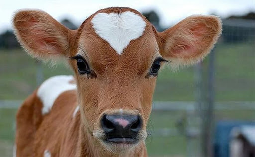 Обзор нашего хозяйства. Какие у нас новости в хозяйстве. смотреть онлайн