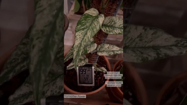 Epipremnum Pinnatum Cebu Blue Variegated #cebubluevariegated #epipremnum #aroids #aroidaddicts смотреть онлайн