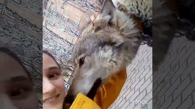поцеловал, потом ещё и уронил) страстный волк:D счастливая я) смотреть онлайн