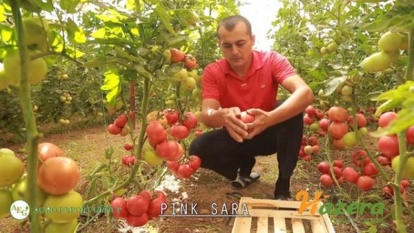 AGRO EXPORT GROUP HAZERA pink sara