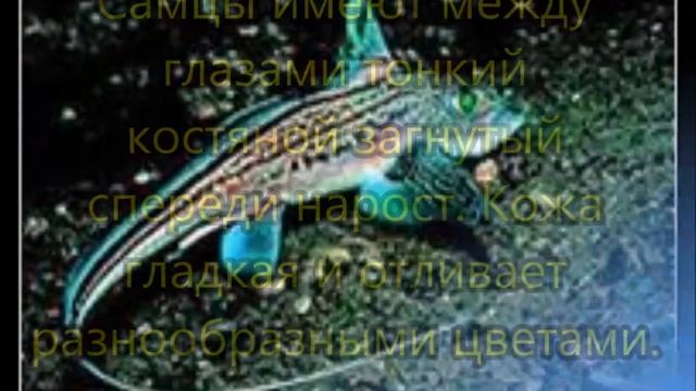 Химера. Биология 7 класс. смотреть онлайн