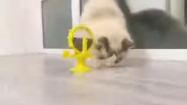 Interactive Rotary Feeder for cats and dogs.Интерактивная Поворотная кормушка для кошек и собак#SAL смотреть онлайн