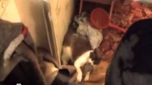 Бешенство домашней кошки