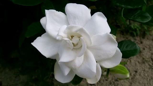 Amazing and Most Beautiful Gardenia Flowers Pictures смотреть онлайн