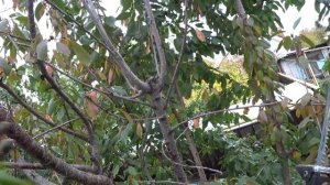 Как СНИЗИТЬ КРОНУ ЧЕРЕШНИ. Как правильно выпиливать стволы.