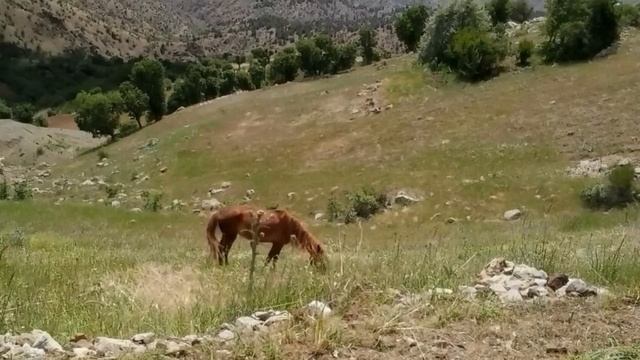 Yürekleri Yakan Yanık Uzun Havalar Türküler ( Yükleme Sevdiğim Bu Derdi Bana ) смотреть онлайн