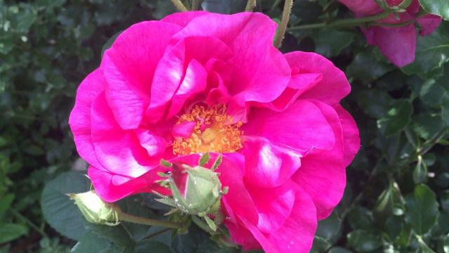 Dark Pink Roses Blooming In Garden #gardening #rose #roseflowers #pinkroses #spring