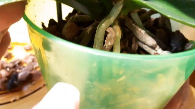 Орхидеи. Живой мох сфагнум творит чудеса. Коррекция посадок орхидей с добавлением сфагнума.