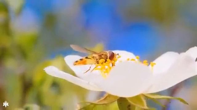 Расслабляющая музыка ? лечебная музыка для сердца и сосудов, релакс, музыка для души смотреть онлайн