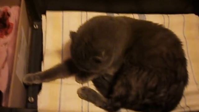 Окот кошки.Окот шотландской вислоухой кошки. смотреть онлайн