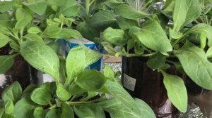 Подкормки рассады витаминами b1, b6 и b12. Если рассада не растет