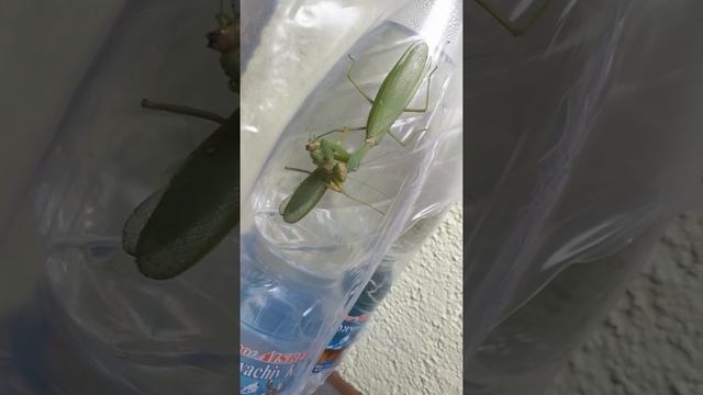 Самка богомола ест самца смотреть онлайн